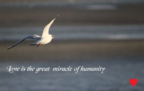 Love humanity
